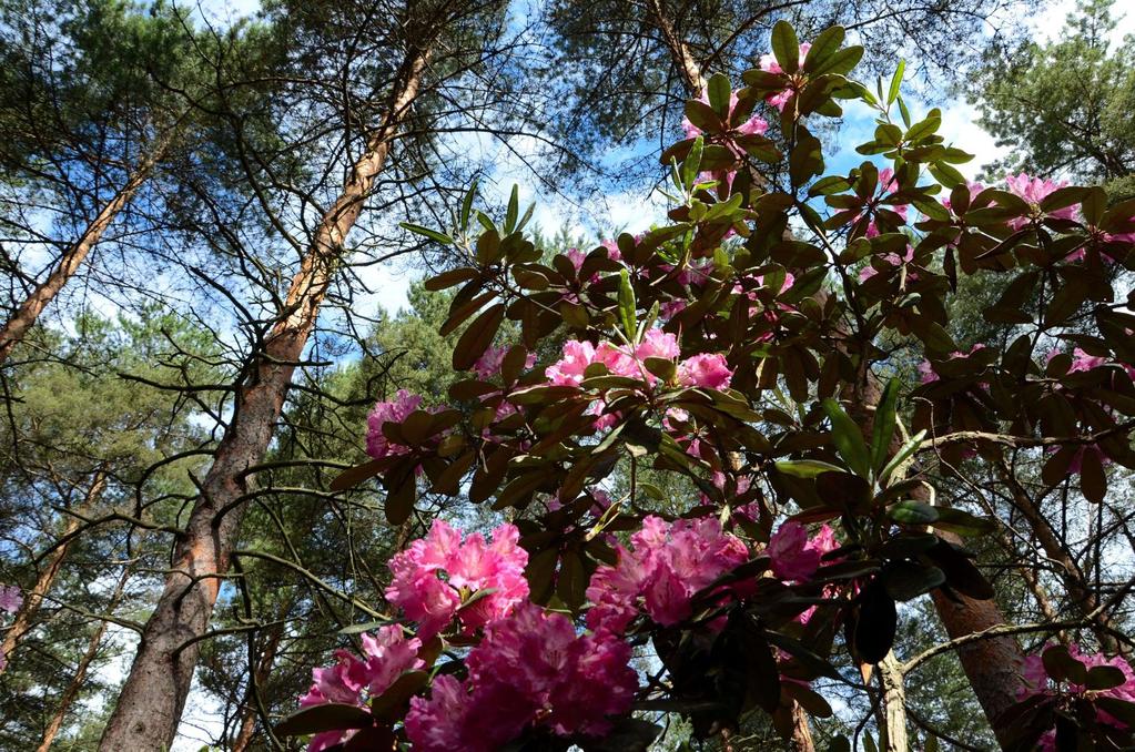 Luonnonhoidon osallistamisen toimintatavat kaupungeissa Keitä osallistetaan?