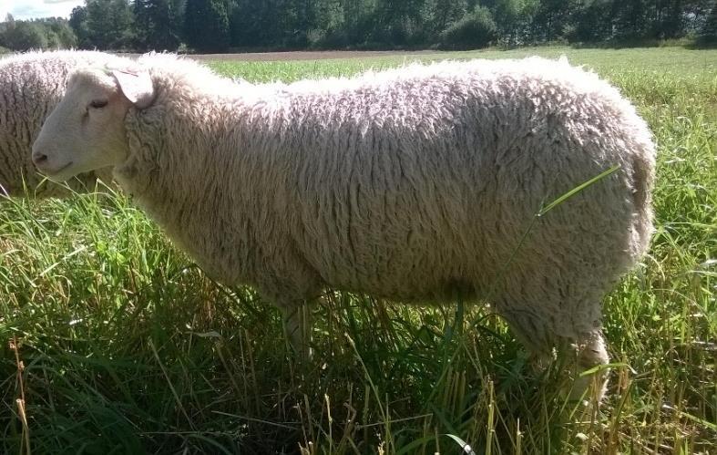 Kerääjäkasvit kasvattivat Ryhmien välillä ei ollut merkittävää eroa tuotantotuloksissa Huomioitavaa kuitenkin, että kerääjäkasvilaitumella Nopeampi kasvu Korkeampi teuraspaino Rasvaisempia Koeryhmät