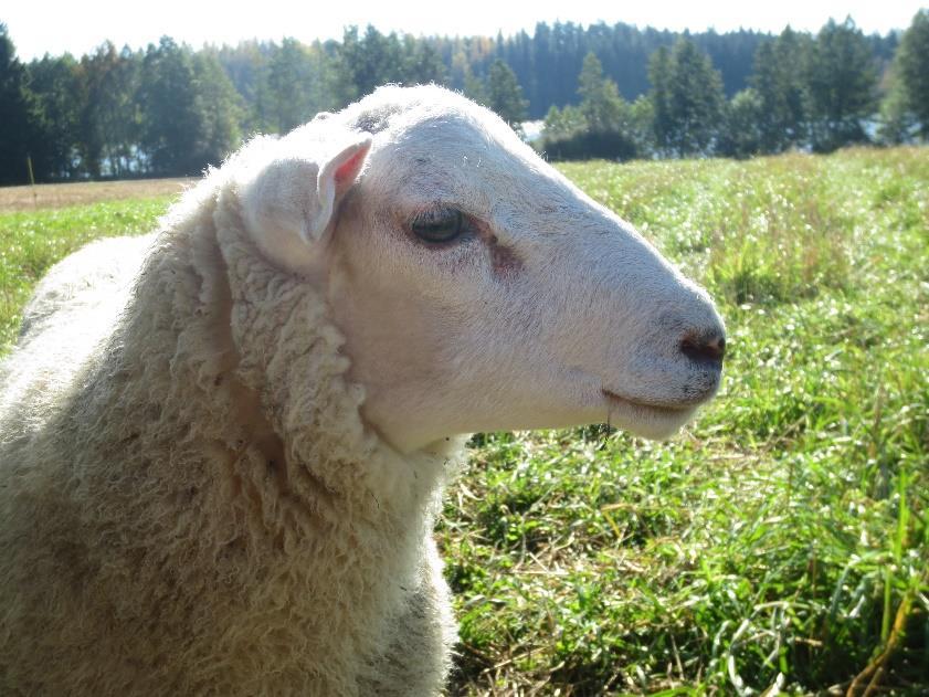 Ravinneresurssi-hanke: www.hamk.