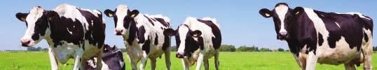 167,00 208,68 670821 Cidmax-hapanpesu 200 l 461,00 609,66 670138 DeLaval Alkali 1+ 10 kg 53,00 65,16 670139 DeLaval Alkali 1+ 25 kg 97,00 120,61 624241 Tri-Fender 20 l 134,00 166,63 624242 Tri-Fender