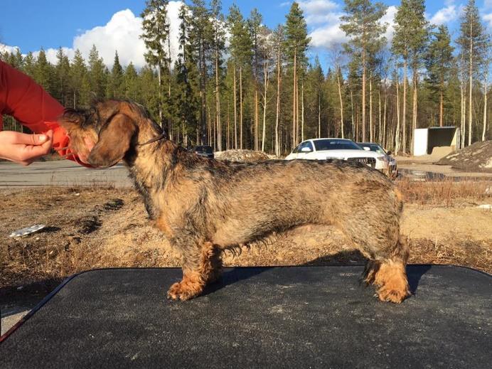 Joutilaan Xantippa Ani näyttelyharjoituksissa Riitu "Rihla"