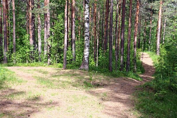 Polun noustessa harjun laelle melko ylhäällä valitaan