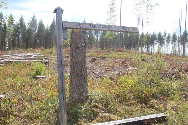 Harjun laelta hiekkaisen jyrkän mäen päältä on isot