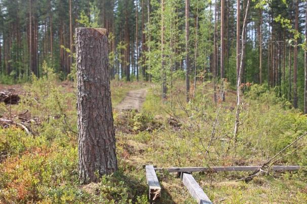 Harjun päällä ura on leveä ja selkeä, poikkeamisille ei