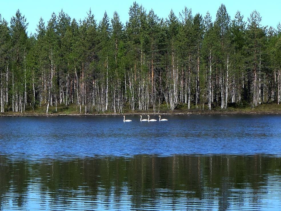 Kiitos