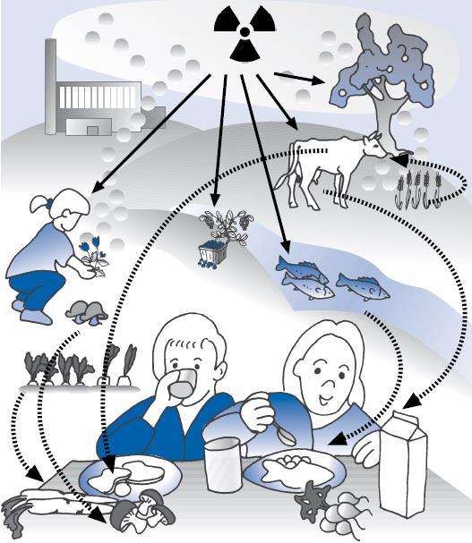Altistusreitit Suora säteily (ulkoinen altistus) ilmassa liikkuvasta radioaktiivisia aineita sisältävästä pilvestä maahan ja kaikille pinnoille laskeutuneista radioaktiivisista aineista (laskeuma/rad.