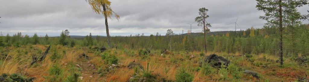 Havainnekuvassa ei ole esitetty mahdollisesta maa-aineksenotosta aiheutuvaa maisemamuutosta metsän silhuetissa. Kuva 37.
