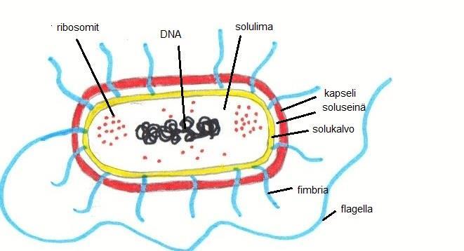 9 Bakteerien ulkorakenteet koostuvat kokonaisuudessaan solukalvosta, soluseinästä, kapselista, limakerroksesta ja flagelloista, fimbrioista tai pileista (Solunetti 2006b; Hedman ym. 2010, 14 15).
