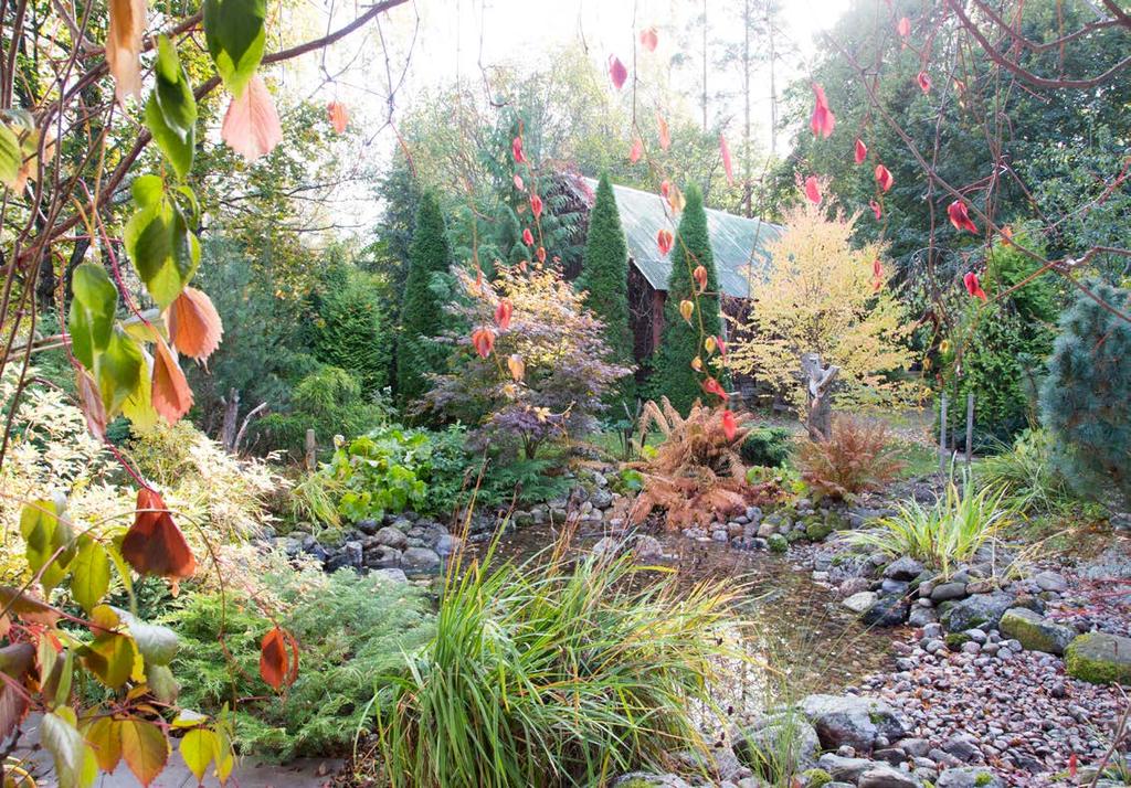 (Cercidiphyllum japonicum) 10 Kultatuija (Thuja occidentalis Sunkist ) 11 Timanttituija (Thuja occidentalis Smaragd ) 12 Jättituija (Thuja plicata) 13 Pensassembra (Pinus pumila) 14