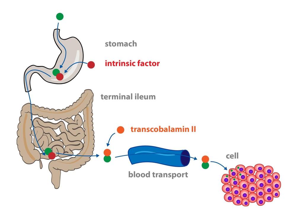 B12-vitamiinin imeytyminen Mahassa vitamiini sitoutuu mahalaukun solujen valmistamaan sisäiseen tekijään Noin 1 %