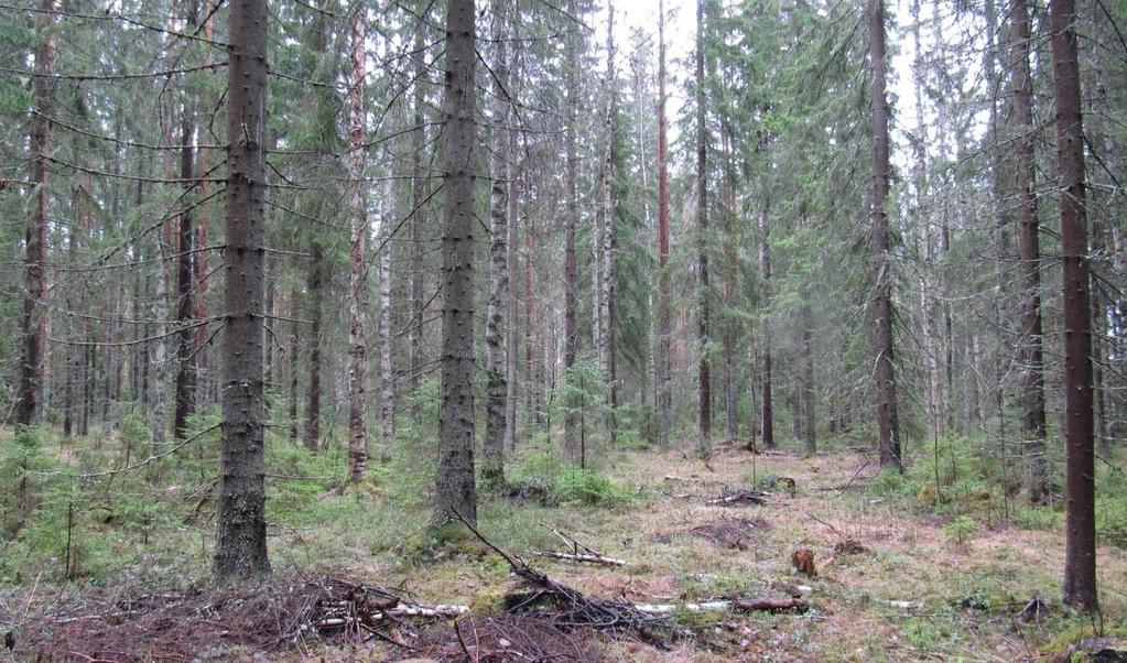 Samalta alueelta on myös aikaisempia liito-oravahavaintoja vuosilta 2006, 2010 ja 2011 (kuva 2-3).