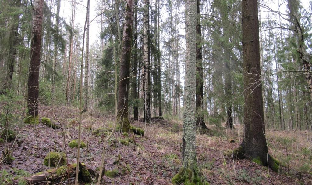 Risupesiä tai kolopuita ei alueella havaittu. Alueen puusto on kauttaaltaan varttunutta tai vanhaa. Puusto on lähempänä vesistön rantaa lehtipuuvaltaista muodostuen mm.