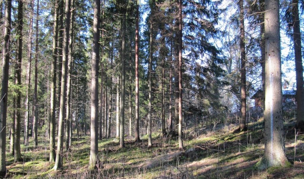 15 4.4.3 Oinaala Oinaalassa Puistolantien molemmin puolin havaittiin yhteensä 11 liito-oravan jätöspuuta (kuva 4-8). Kaikki havaitut jätöspuut olivat järeitä kuusia.