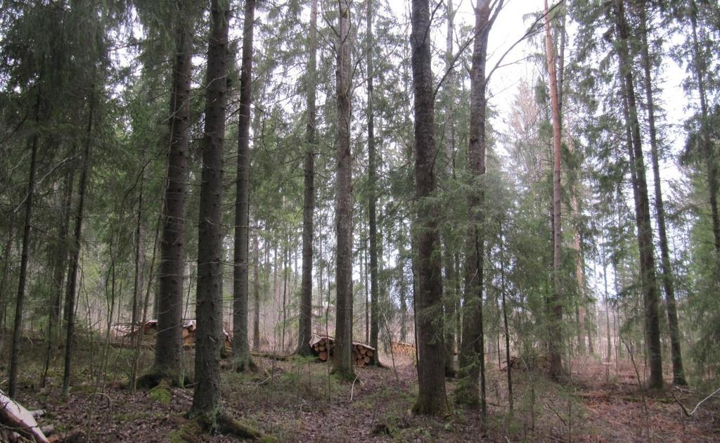 Liito-oravan jätöspuita (kuusia) alueella havaittiin kolme, joiden tyvellä oli 2, 20 ja 100 papanaa (kuva 4-13).