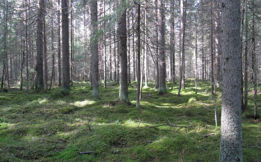 Jätöspuista yksi oli haapa, loput kuusia. Kuusta kasvavilla alueilla on siellä täällä sekapuina myös järeitä ja iäkkäitä haapoja.