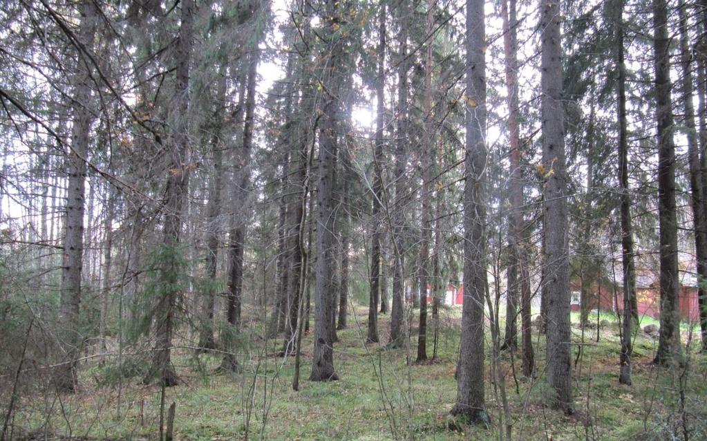 Alueelle tehtiin maastokäynti lokakuussa 2016, joka ei ole soveltuvinta aikaa liito-oravan jätösten havaitsemiseen.