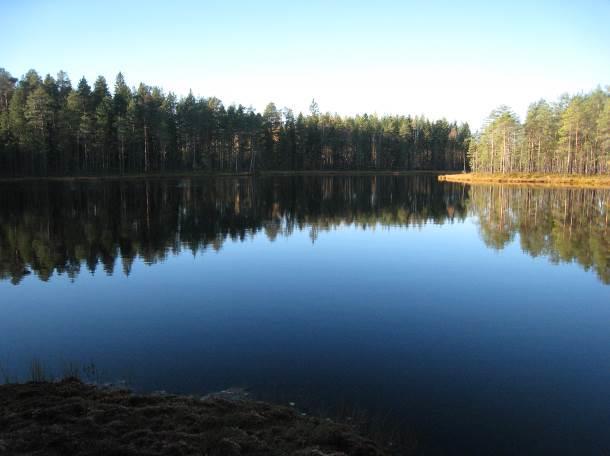 Kaakkolammen pohjoispuolella on kolme pienialaista suota, joista kaksi eteläisintä on lähinnä vähäpuustoisia lyhytkorsirämeitä (kuva 3) ja pohjoisen isovarpu- ja tupasvillarämettä.