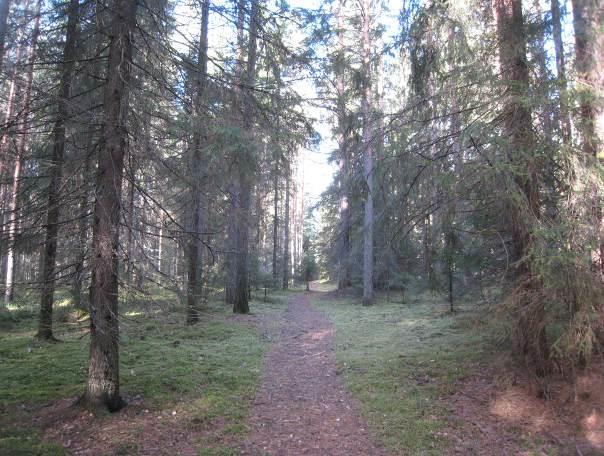 Kukkulanmäen länsi- ja pohjoisrinteellä on yleisesti lehtomaista käenkaali-mustikkatyypin (OMT) kangasmetsää ja tuoretta keskiravinteista käenkaali-oravanmarjatyypin (OMaT) lehtoa.
