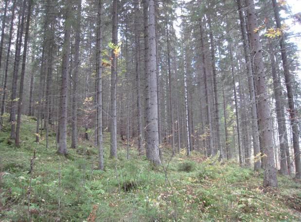 Erillinen pieni kuvio maston koillispuolella on niin ikään kuusivaltainen vanhahko metsäkuvio, jossa kasvaa myös muutamia haapoja.