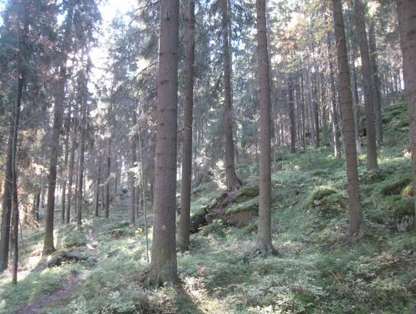 Osa-alue 4, Linnasenvuori (ML) (kuva 6) Rinteet ovat pääosin hyvin järeää kuusta kasvavia mustikkatyypin (MT) tuoreita kankaita, paikoin myös käenkaali-mustikkatyypin (OMT)