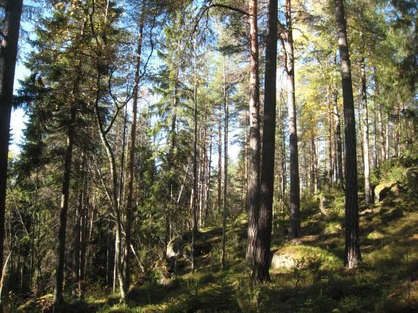 Rinteiden yläosassa on paikoin erittäin vanhoja ja järeitä mäntyjä.