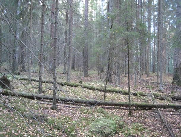 Kuva 10 Jämsänjoen