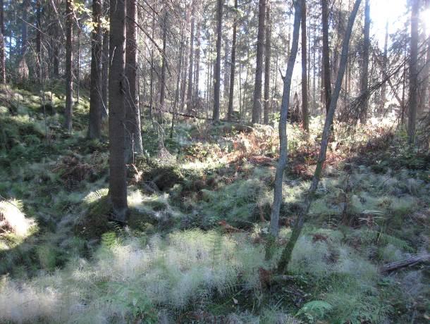 vanhaa metsää.