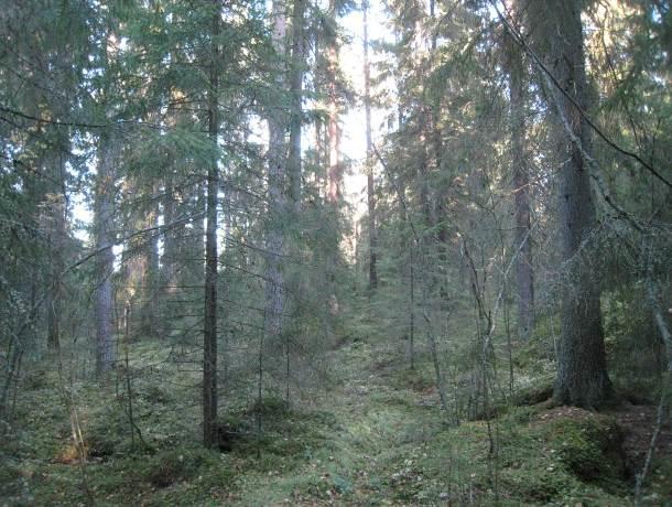 Maastokäynnillä ei havaittu erityisiä luontoarvoja.