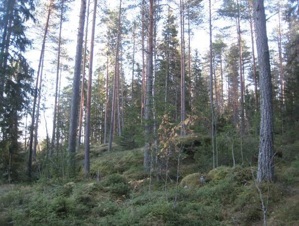 käenkaali-mustikkatyypin (OMT) lehtomaista kangasta ja pienialaisesti myös käenkaali-oravanmarjatyypin (OMaT) tuoretta lehtoa (kuva 15).