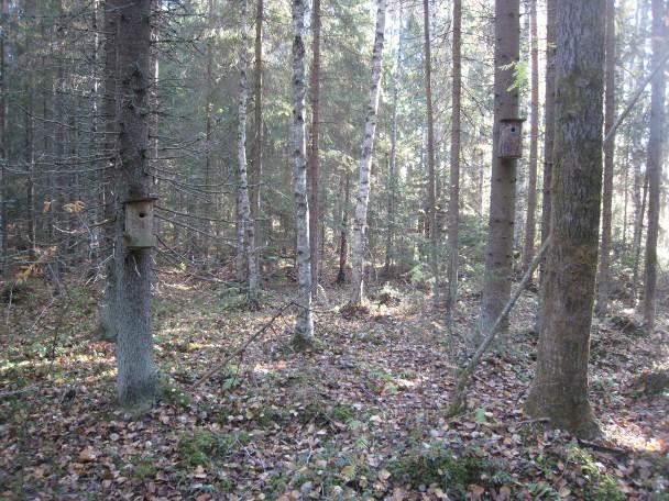 kuva) ja sekametsää, jossa