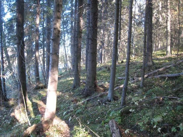 Puusto on rannalla hyvin järeää ja kuusivaltaista, mutta kuviolla on myös iäkkäitä mäntyjä, haapoja ja harmaaleppiä (kuva