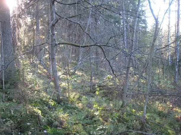 Myös kuvion eteläosan rinteellä (sähkölinjan ja Asemen välissä) on vanhempi kuusivaltainen metsäalue.