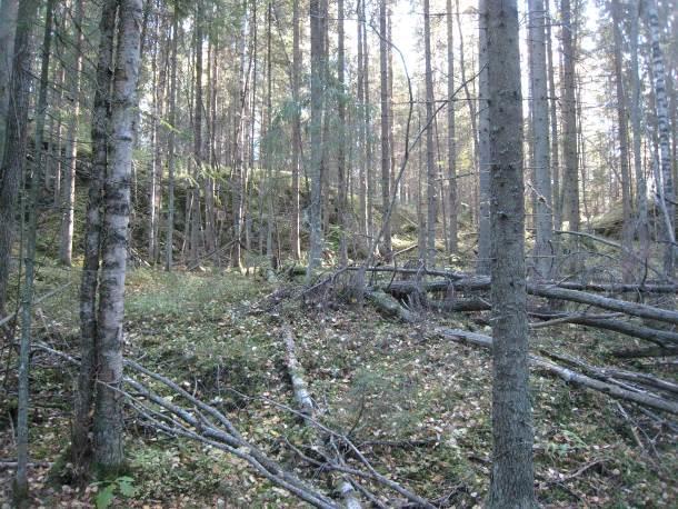 Rinteillä ja alavimmilla paikoilla on kohtalaisesti lahopuuta ja puusto on yleisesti lievästi hoitamatonta (kuva 22).