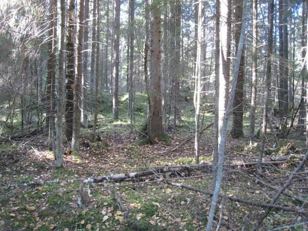 olla metsälain 10 :n tarkoittama erityisen tärkeä elinympäristö.