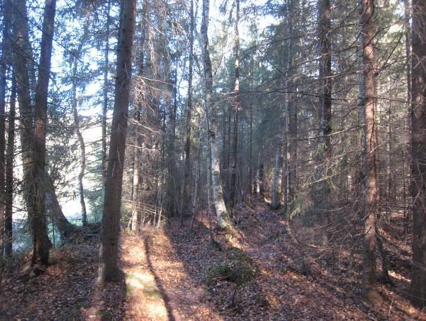 Suo on todennäköisesti metsälain 10 :n tarkoittama erityisen tärkeä elinympäristö. Suokuvion puusto koostuu hieskoivusta ja männystä, lisäksi pientä kuusta on jonkin verran.