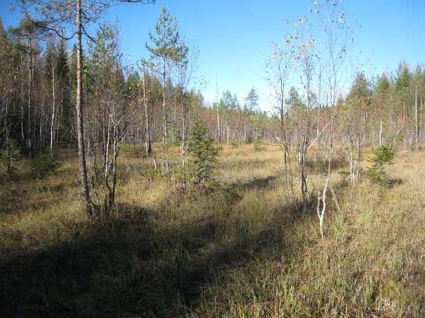 35 Kuva 25 Sorvajärven länsipuolinen suo (vasen kuva) ja Särkijärven pohjoispuolinen soistunut kangasmetsä.