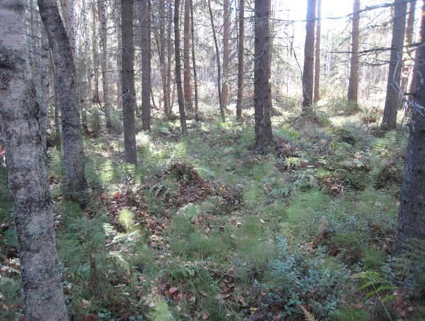On todennäköistä, että liito-orava liikkuu laajemminkin luonnonsuojelualuetta ympäröivissä lähimetsissä.