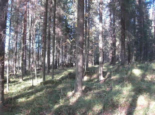 Kuva 26 Järeäpuustoisia kuusikkoja, jotka voivat soveltua liito-oravan elinympäristöksi.