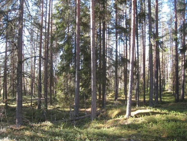 Koukkulammit.