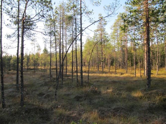 Matkosvuoren keskiosassa.