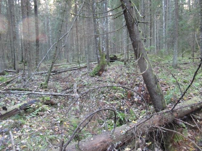 luonnontilaisen kaltaista