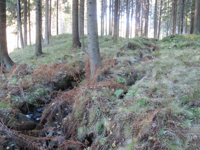 kangasmetsää sekä rinnettä