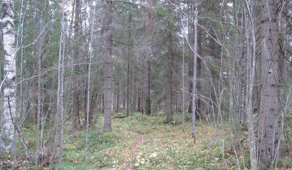 todettiin heikentyneen metsienkäsittelyn vuoksi.