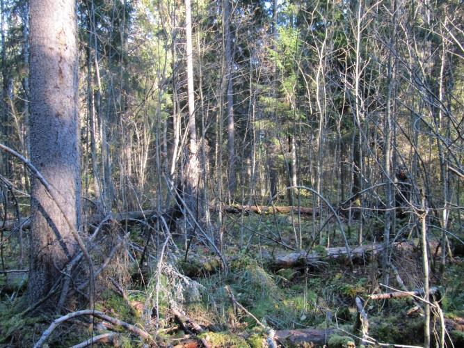 Alue on paikoin vähän hoidetumpaa ja talousmetsämaista, paikoin taas luonnontilaisempaa lahopuineen ja
