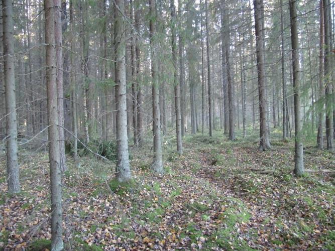 Alue voisi soveltua hyvin liito-oravan elinympäristöksi.