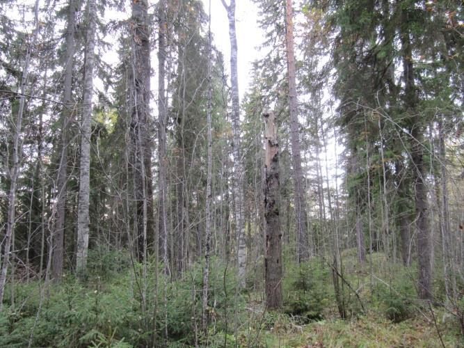 paikoin käenkaali-mustikkatyypin lehtomaista kangasta (kuva 41).