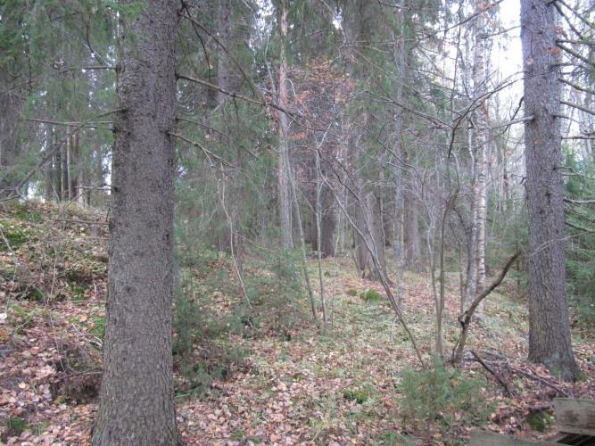 Alueen talousmetsien monimuotoisuutta lisäävät mm.