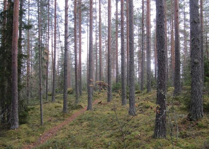 metsiä. Velkuunvuoren kallionlakimännikössä kulkee runsaasti käytetty polku.