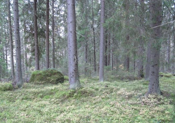 Rinteet ovat yleisesti lehtomaista kangasta ja lehtoa, joissa kasvaa paikoin järeitä kuusikoita.