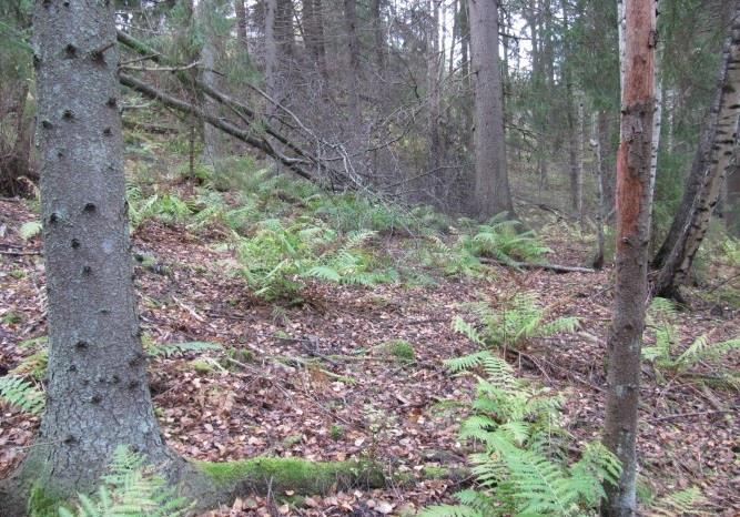 Hyppyrimäen pohjoispuolella on kuitenkin vielä järeää iäkästä kuusimetsää (kuva 44), joka voisi hyvin soveltua esim.
